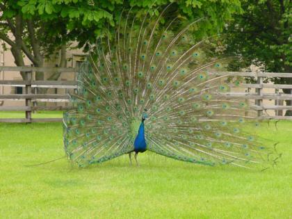 peacock picture photograph house of binns scotland