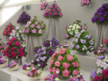 glasgow flower show pictures photographs