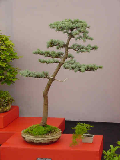 bonsai tree picture photograph