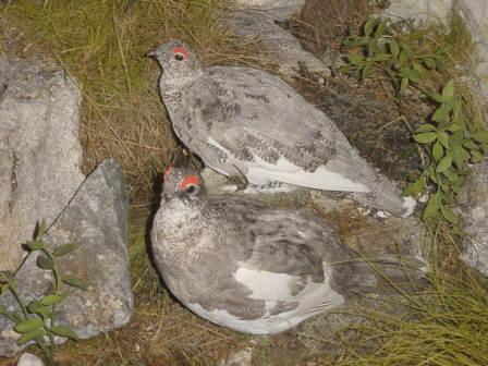 ptarmigan bird photograph picture